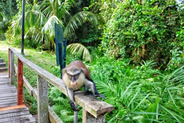 Seek out the serene Lekki Conservation Center. A good way to unwind